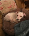 Gracie