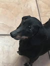Gordo
