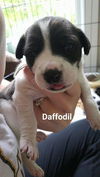 Daffodil