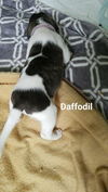 Daffodil