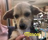 Marcel