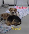 Marcel