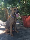 Gideon (TX)