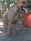 Gideon (TX)