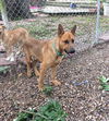 Gideon (TX)