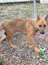 Gideon (TX)