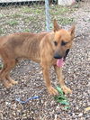 Gideon (TX)