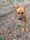 Gideon (TX)