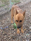 Gideon (TX)