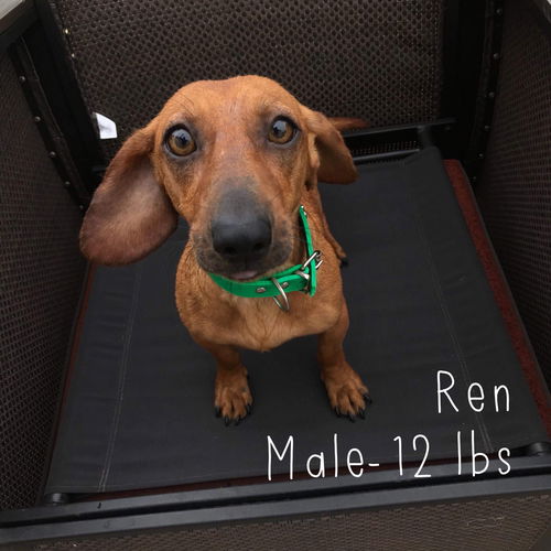 Ren