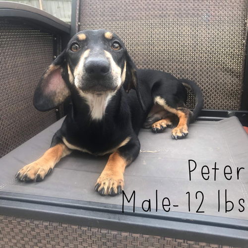 Peter