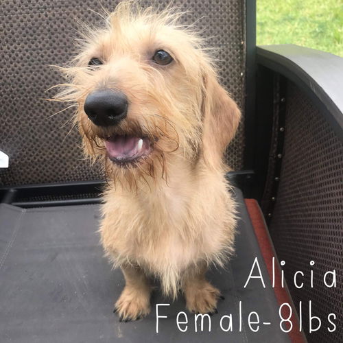 Alicia