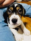 Scooby