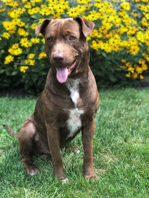 Levi