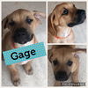 Gage