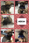 Neron