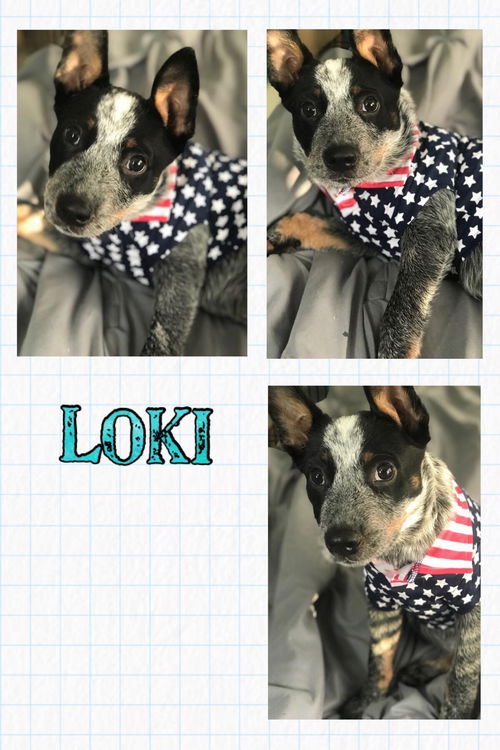 Loki