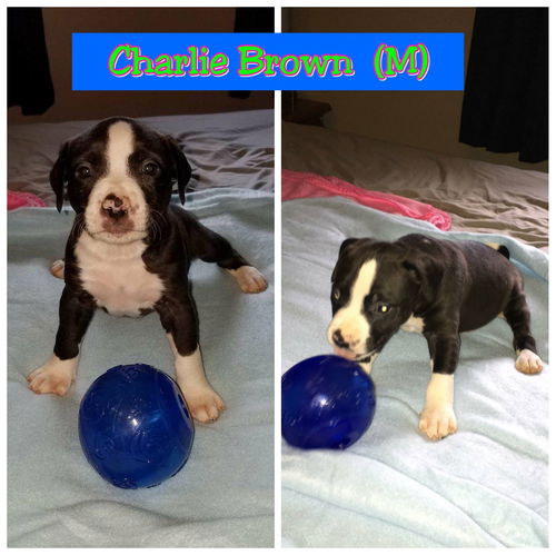Charlie Brown