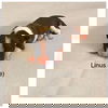 Linus