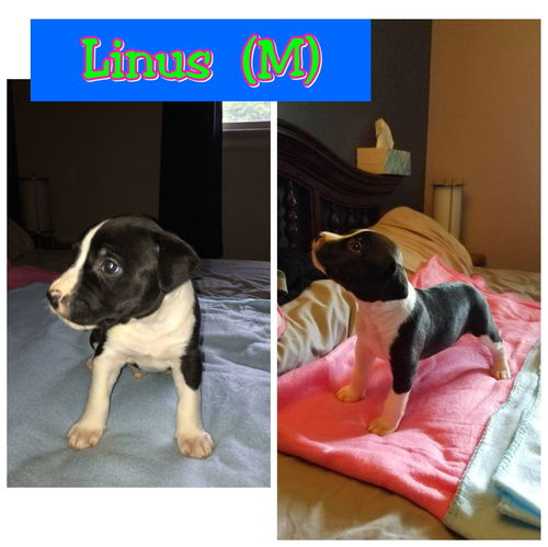 Linus
