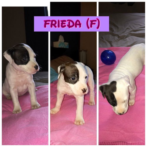 Frieda