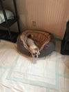 Lola