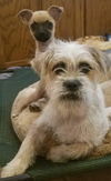 Lola