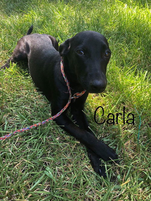 Carla