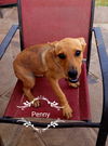 Penny