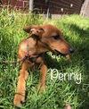 Penny
