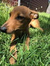 Penny