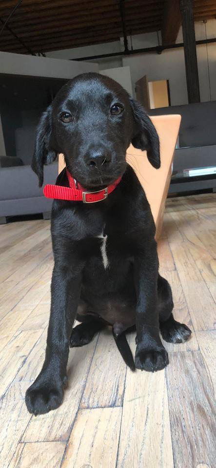 Onyx