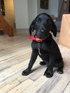 Onyx