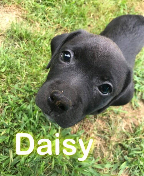 Daisy