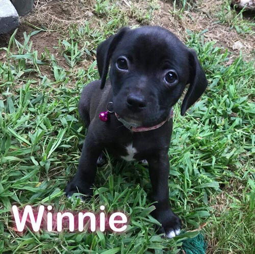 Winnie