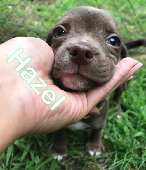 Hazel
