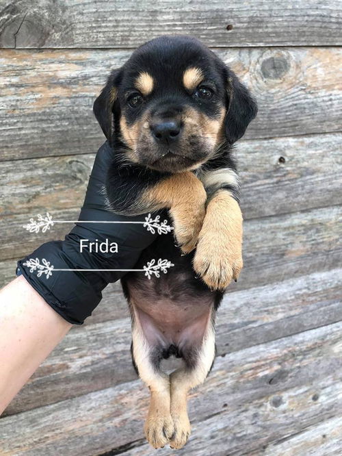 Frida