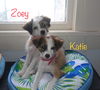 Zoey