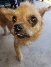 Lola