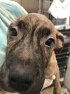 Ringo