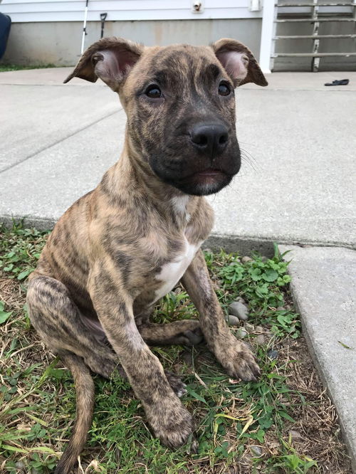 Ringo
