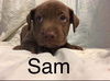 Sam