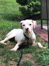 Harlan