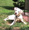 Harlan