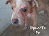 Pete