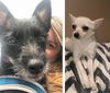 Onyx and Tiffany