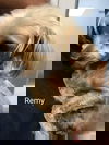 Remie