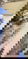 Remie