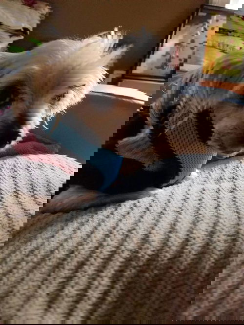 Remie