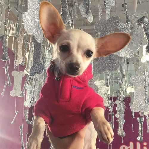 Peanut